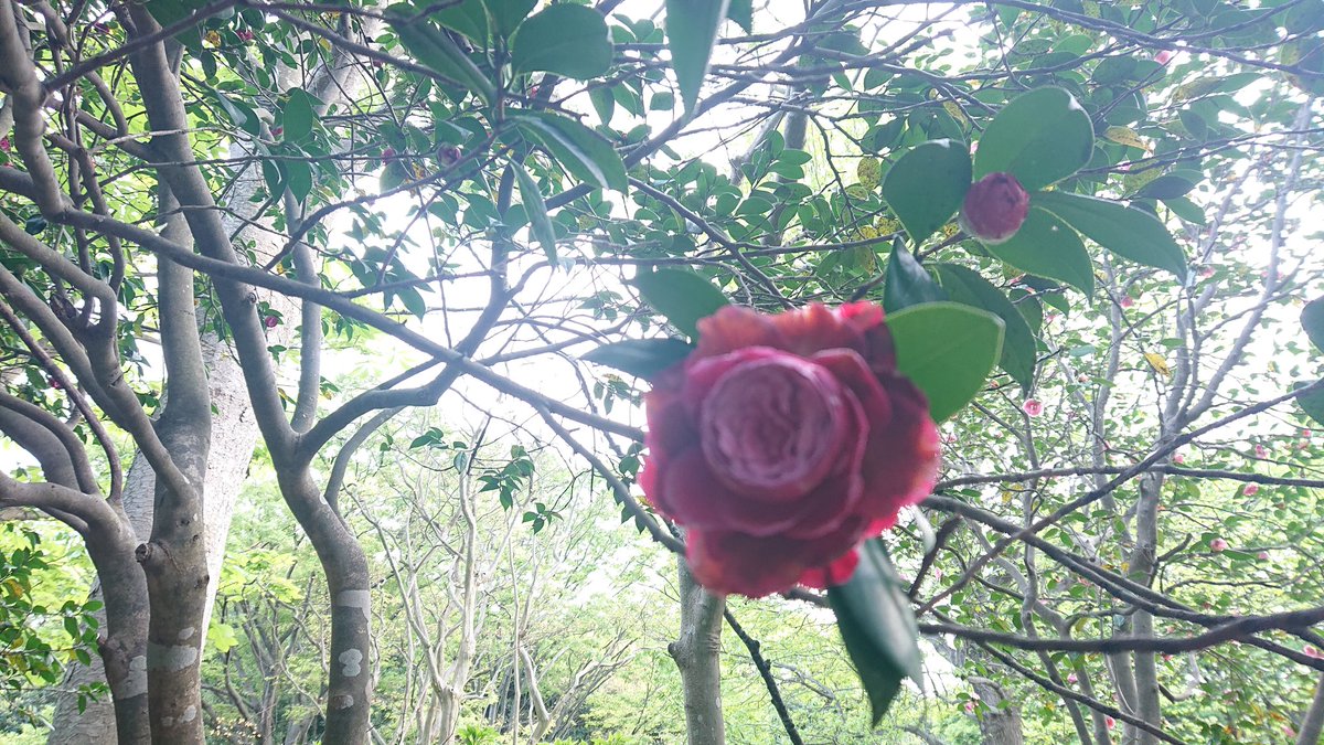 伊勢梨沙@行政書士事務所開業準備中 tweet media