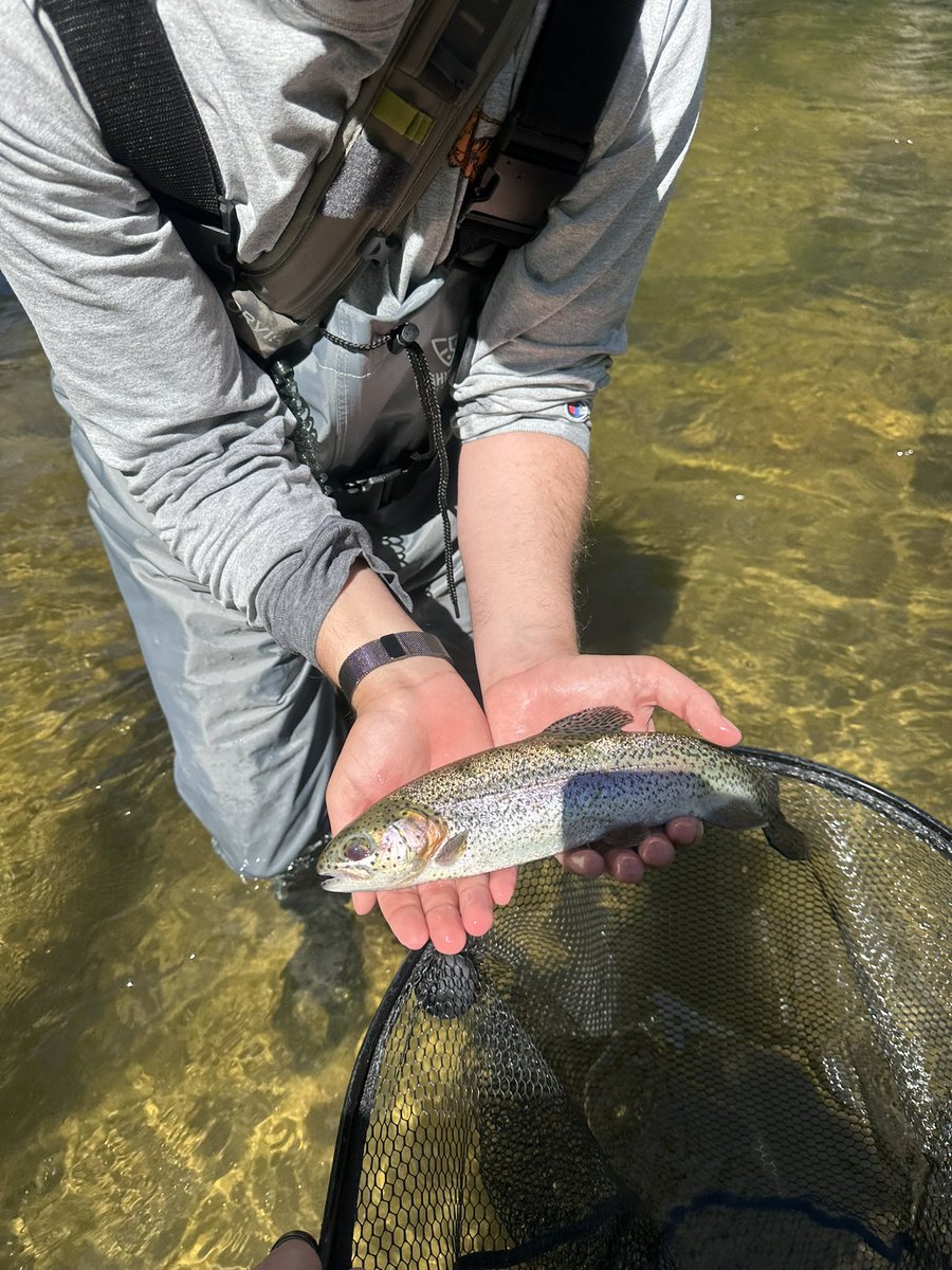 WolfeSC7's tweet image. Taking in the breathtaking views of Upstate SC, and catching a few trout along the way! #southcarolina #trout #flyfishing