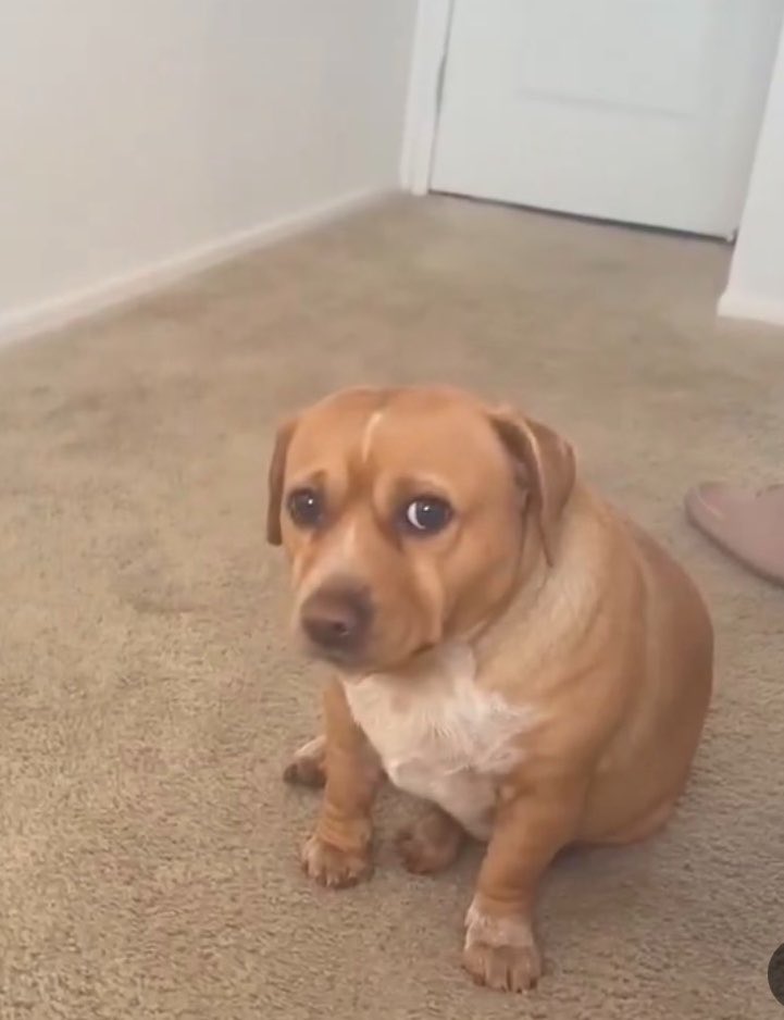 Maria Antonieta do Roblox tweet media