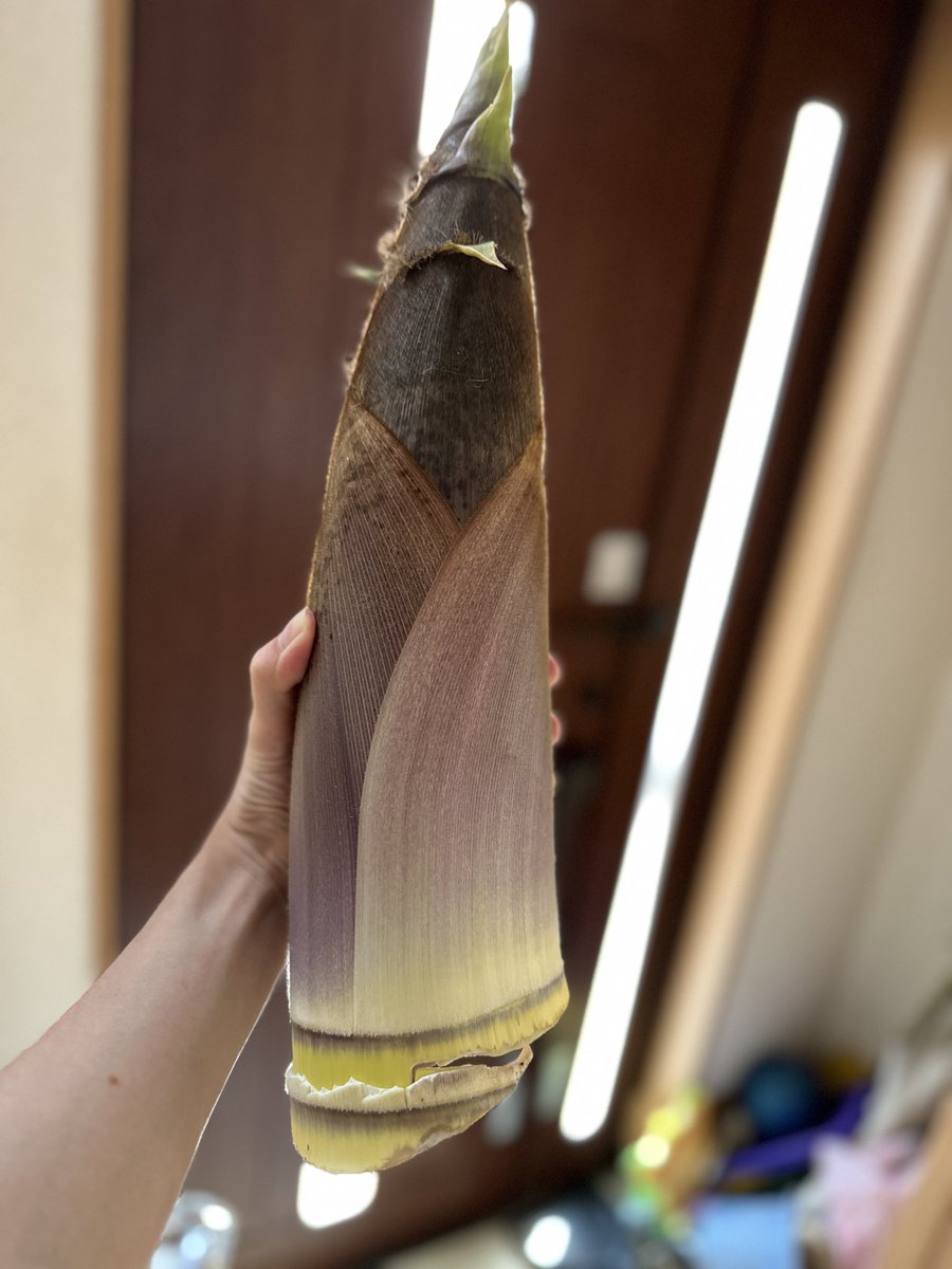 novyo's tweet photo. タケノコ もらった
こうして見るとたしかに着物着てる小さい人に見えるね https://t.co/YAu6JcF51M