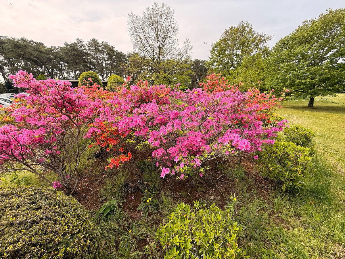 群馬県立多々良沼公園（公式） tweet media