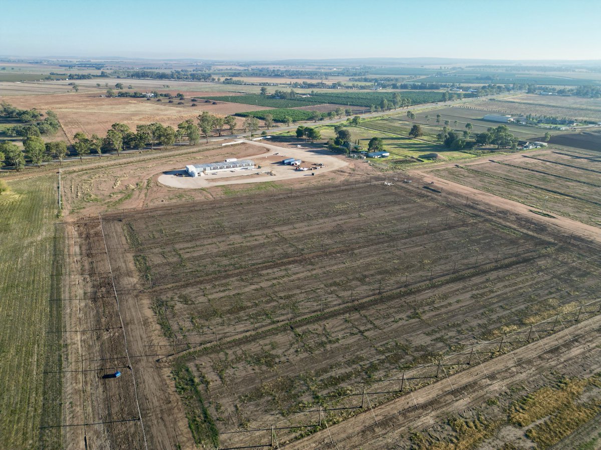 Rice Breeding Australia tweet media