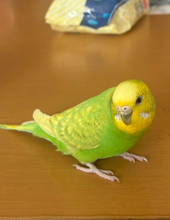 セキセイインコを探しています tweet media