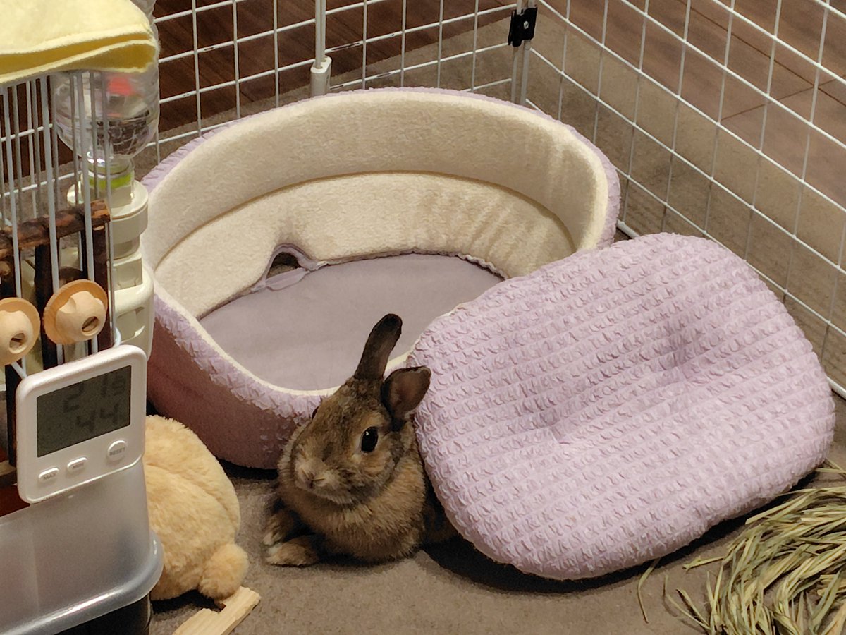 ベットの使い方が違うのよ〜🤣　#うさぎ