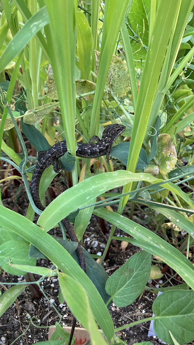 infinileafgrow's tweet photo. woke up this guy from his nap on the sweet peas 💤 https://t.co/mQ81Ie2VV4