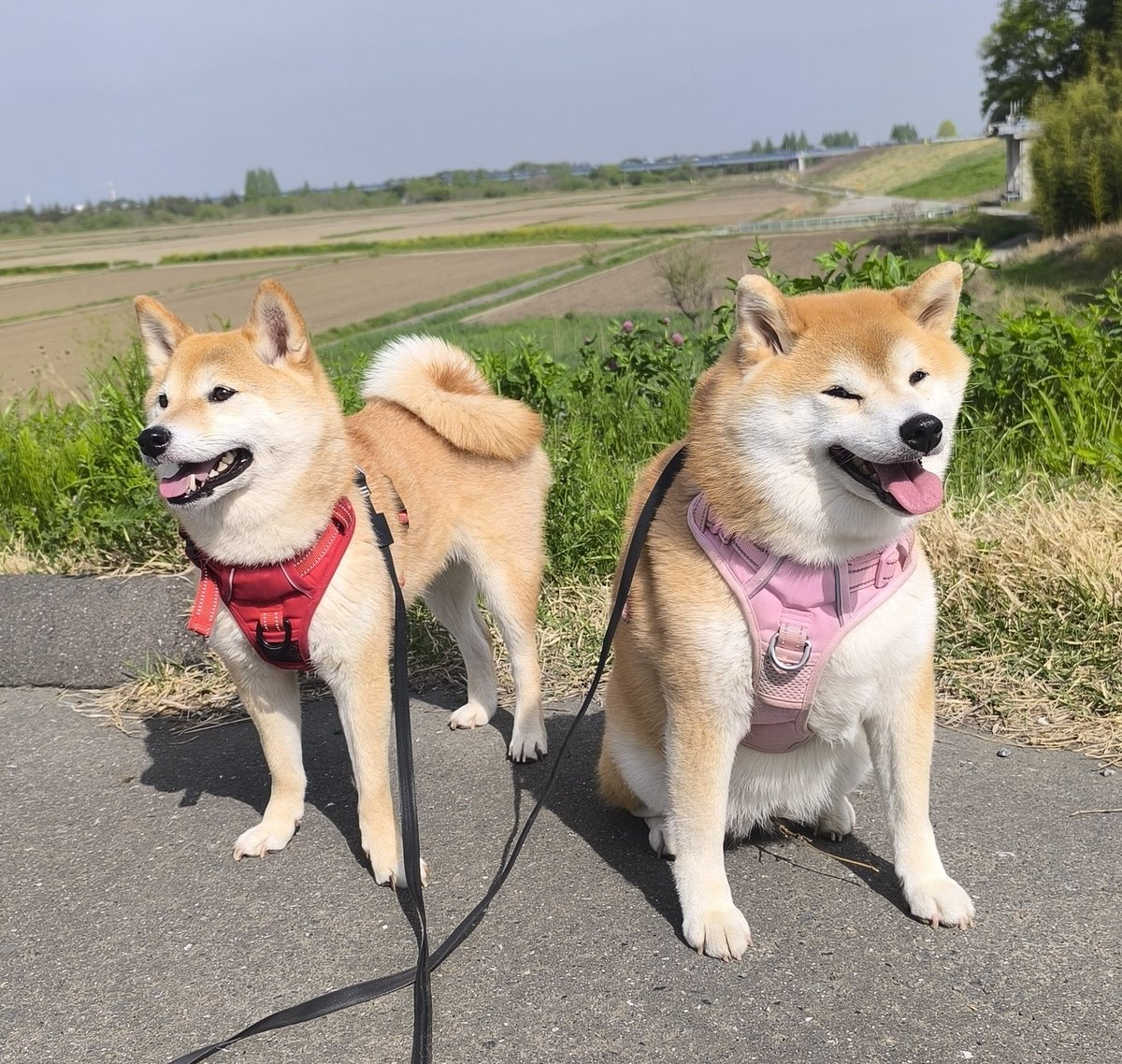 柴犬ちびまる子 tweet media