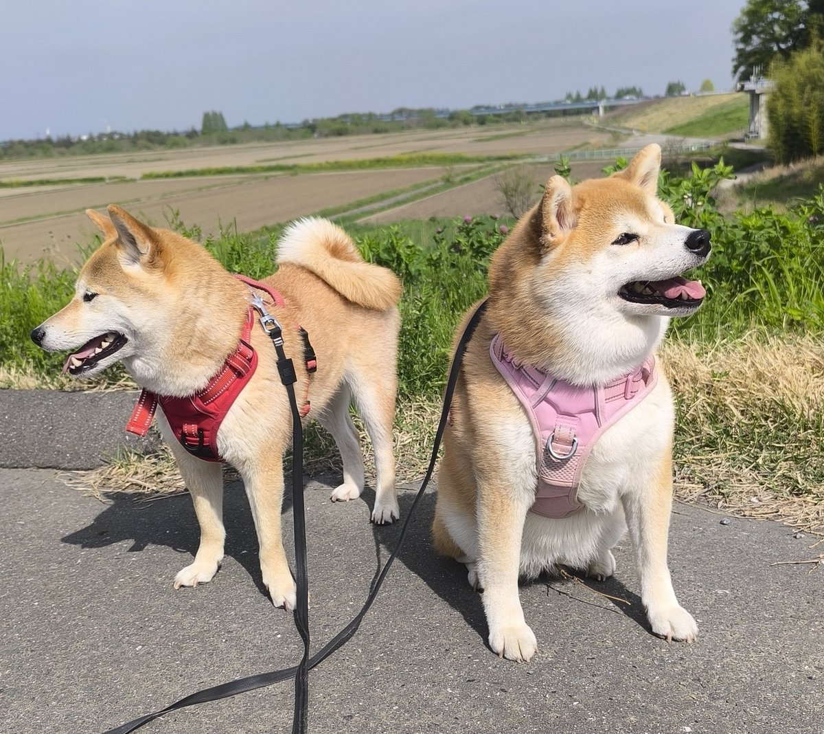 柴犬ちびまる子 tweet media