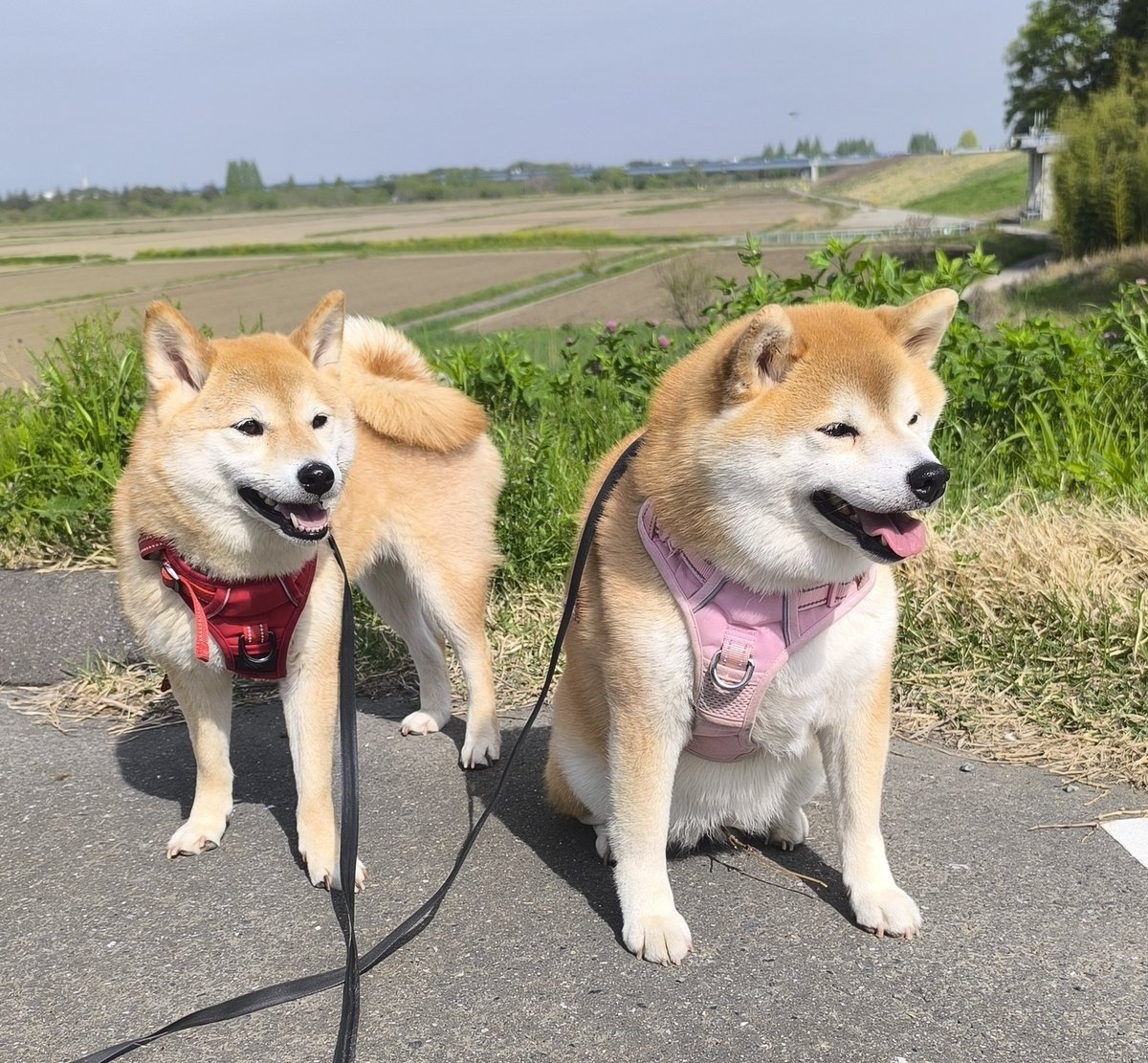 柴犬ちびまる子 tweet media