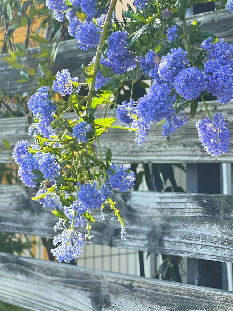 小林 広美@平塚漢方堂（水曜日・日曜日はお休みします。） tweet media