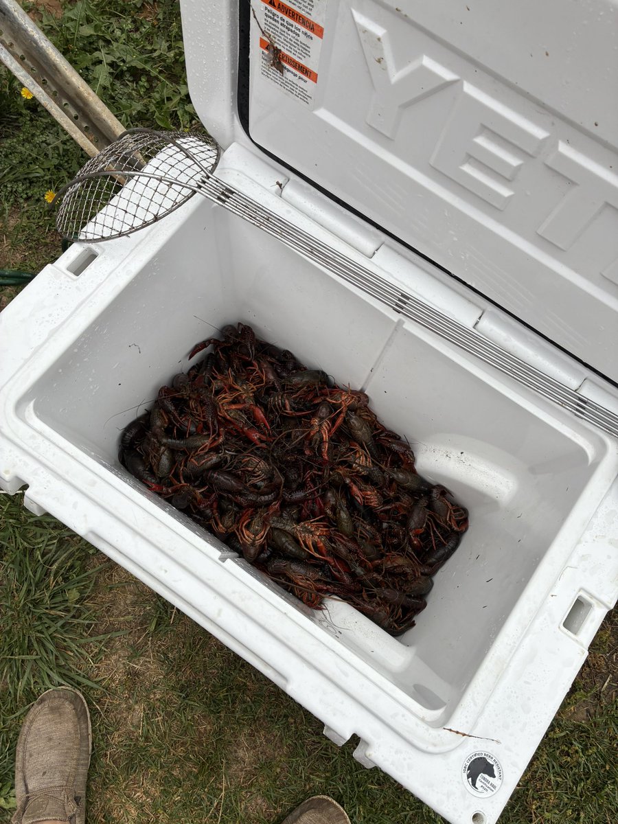 AuTigerFan2's tweet photo. @grifftg6335 Yesterday. About 15lb a buddy’s son got at the flat bridge in Stevenson. Fresh Alabama crawfish. They were legit but had to purge em bout 9 times lol. https://t.co/mYGzy4srV0