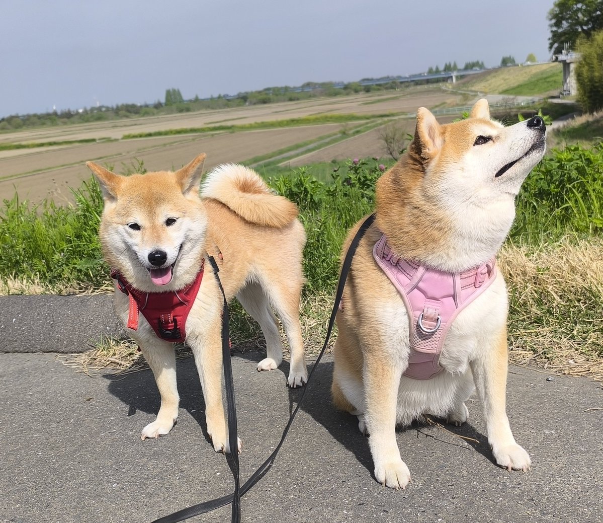 柴犬ちびまる子 tweet media