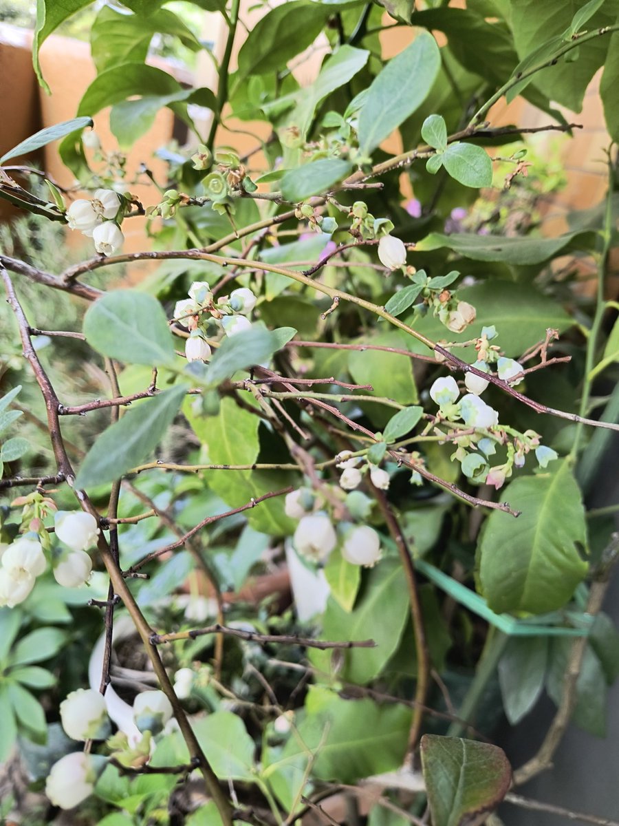 aakemiy07 tweet media