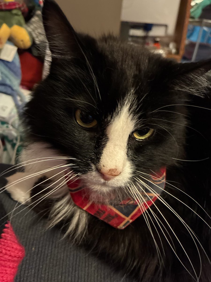 Time fur a plaiof pik!
I be cheerin in mi banndannuh
#GoHabsGo
Yu got yur plaiof owtfit, Habsmin? <a href="/CanadiensMTL/">x - Canadiens Montréal</a> 

Antie an Mama maid da natchos fur da gaim
I like! 😸
Da meets an cheezes is so gud 😸
I hope all Habses fans has gud snaks fur da gaim