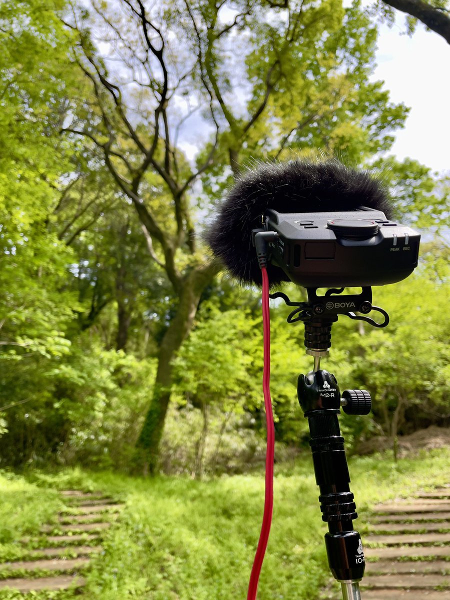 生田緑地をぐるっと回ったらふくらはぎ筋肉痛。普段歩かなすぎやな。
シュレーゲルアオガエルとかウグイスやら鳴いてましたが来園者が多く録音は控えめ