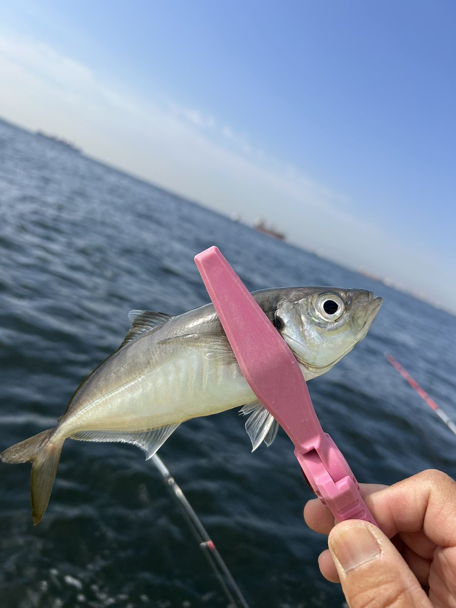 ずごっぐ tweet media