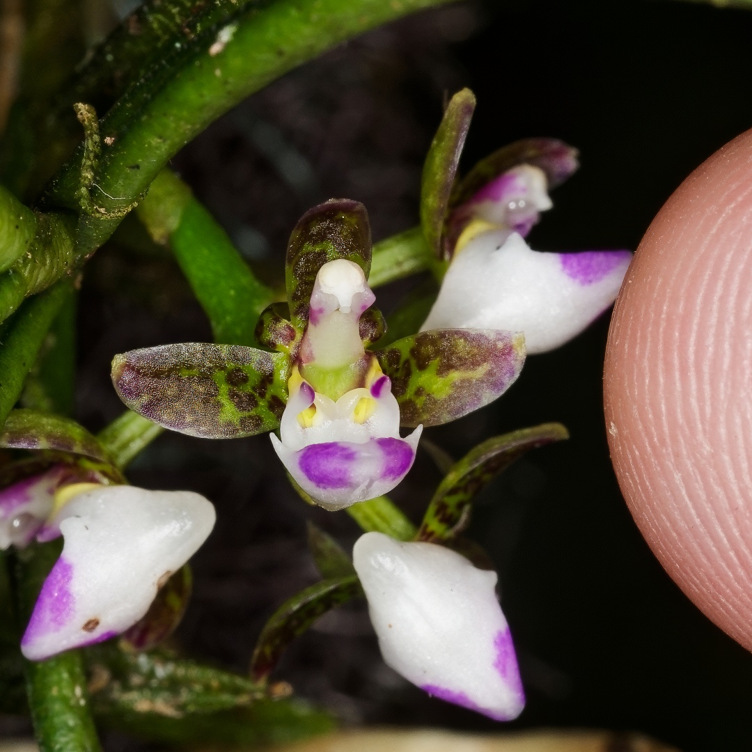 Kurt Metzger tweet media