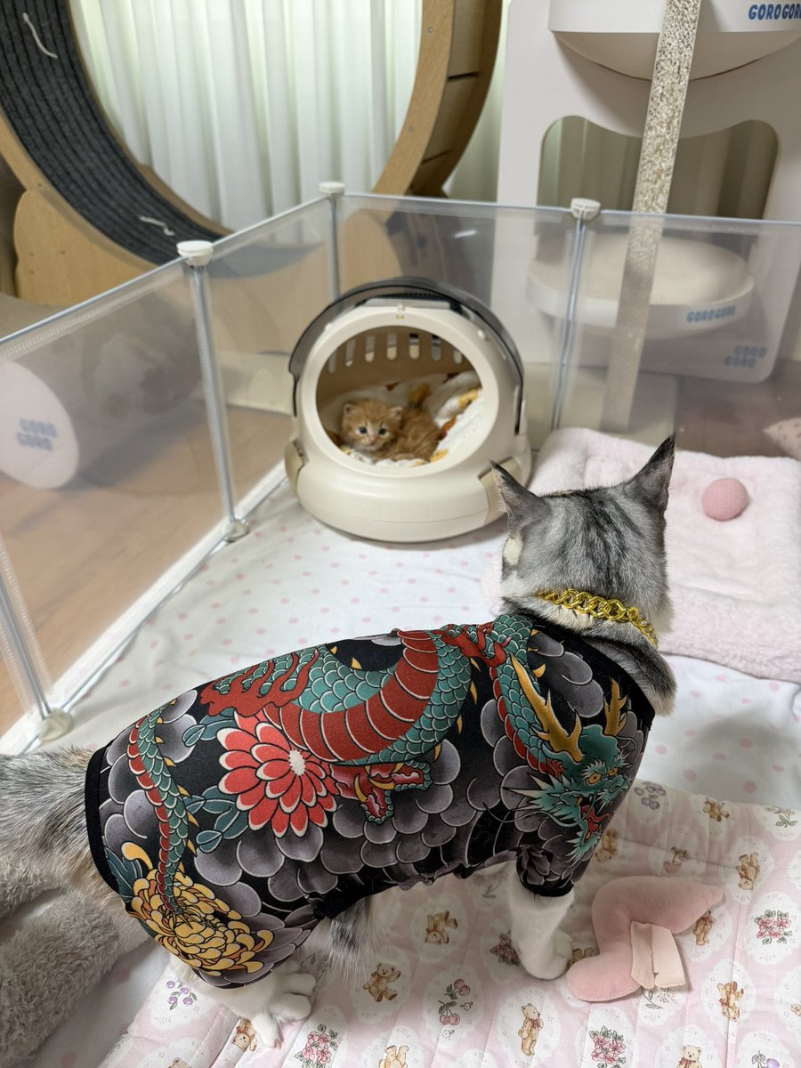 째앙금 tweet media