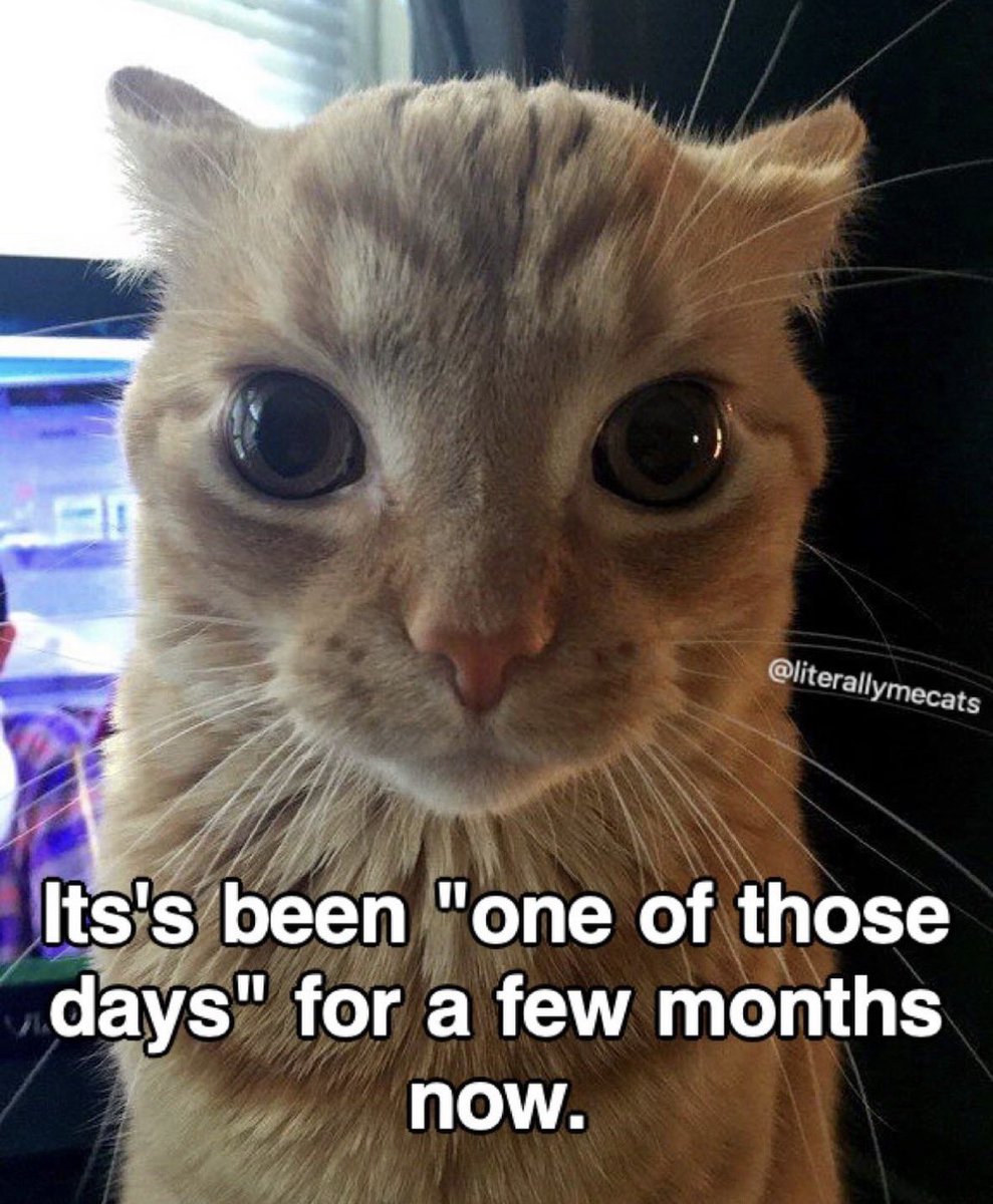 LiterallyMeCats tweet media