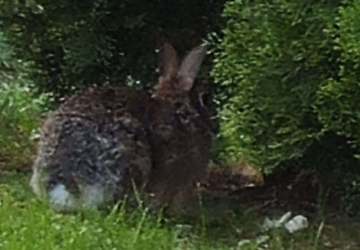 slanoue2016's tweet image. I saw this #bunny in the bushes next door, on our way home...Just sitting there, trying not to be noticed! 🥰😁🐰🐇🐾