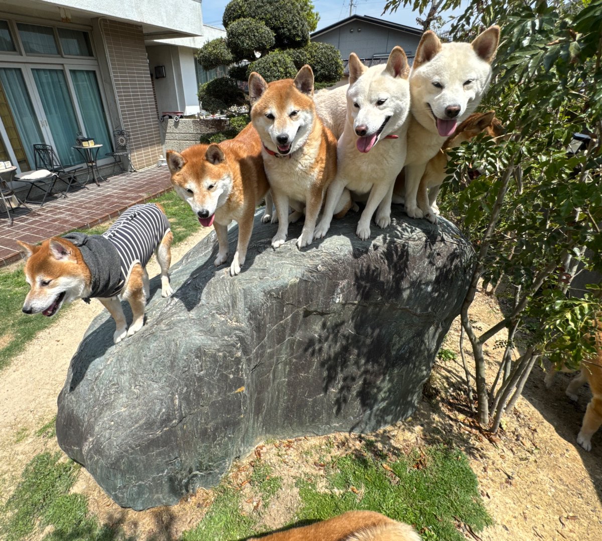 バボちゃん（柴犬12匹家族） tweet media