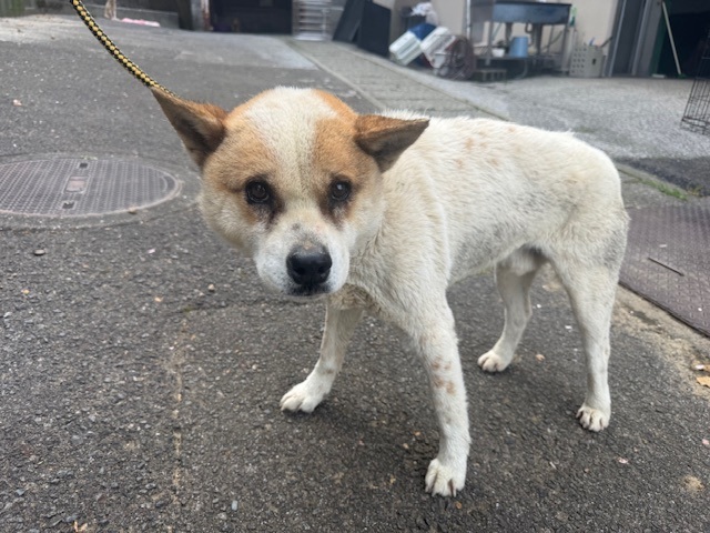高知県 tweet media