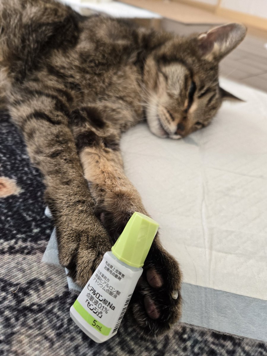 サフラン tweet media