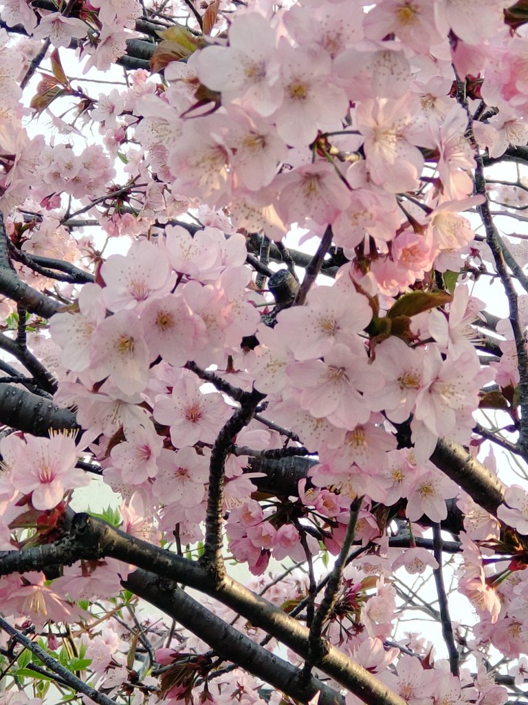 スタンドSOBA-ながら　朝８時OPEN✨月〜金１６時閉店✨土日祝お休み✨本店『風靡』骨折店主復活 tweet media