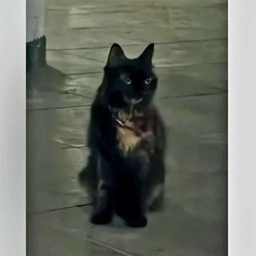 Fundación De Gatitos tweet media