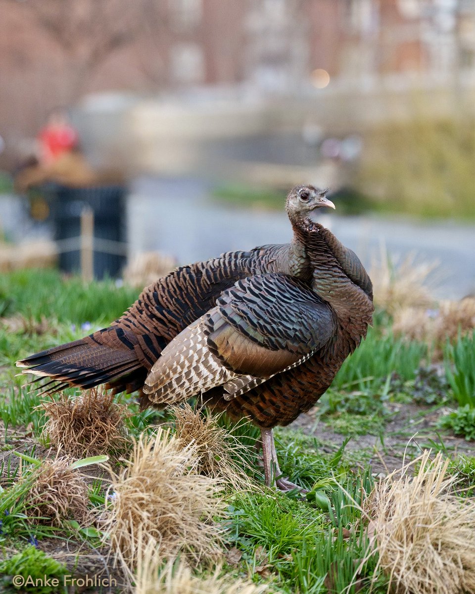 _AnkeFrohlich's tweet image. Doesn't Queen Astoria have a beautiful, elegant neck? She looks so regal standing on that mount. Astoria, you are a beauty and we love you! 🦃😍💕

The Battery, NYC    

#birdcpp, #Astoria, #WildTurkey, #NYCWildlife, #UrbanWildlife