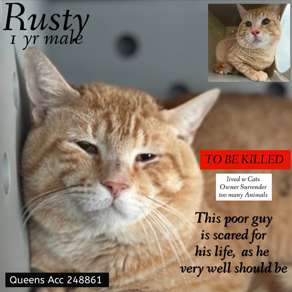 Nik & Marley Cat tweet media