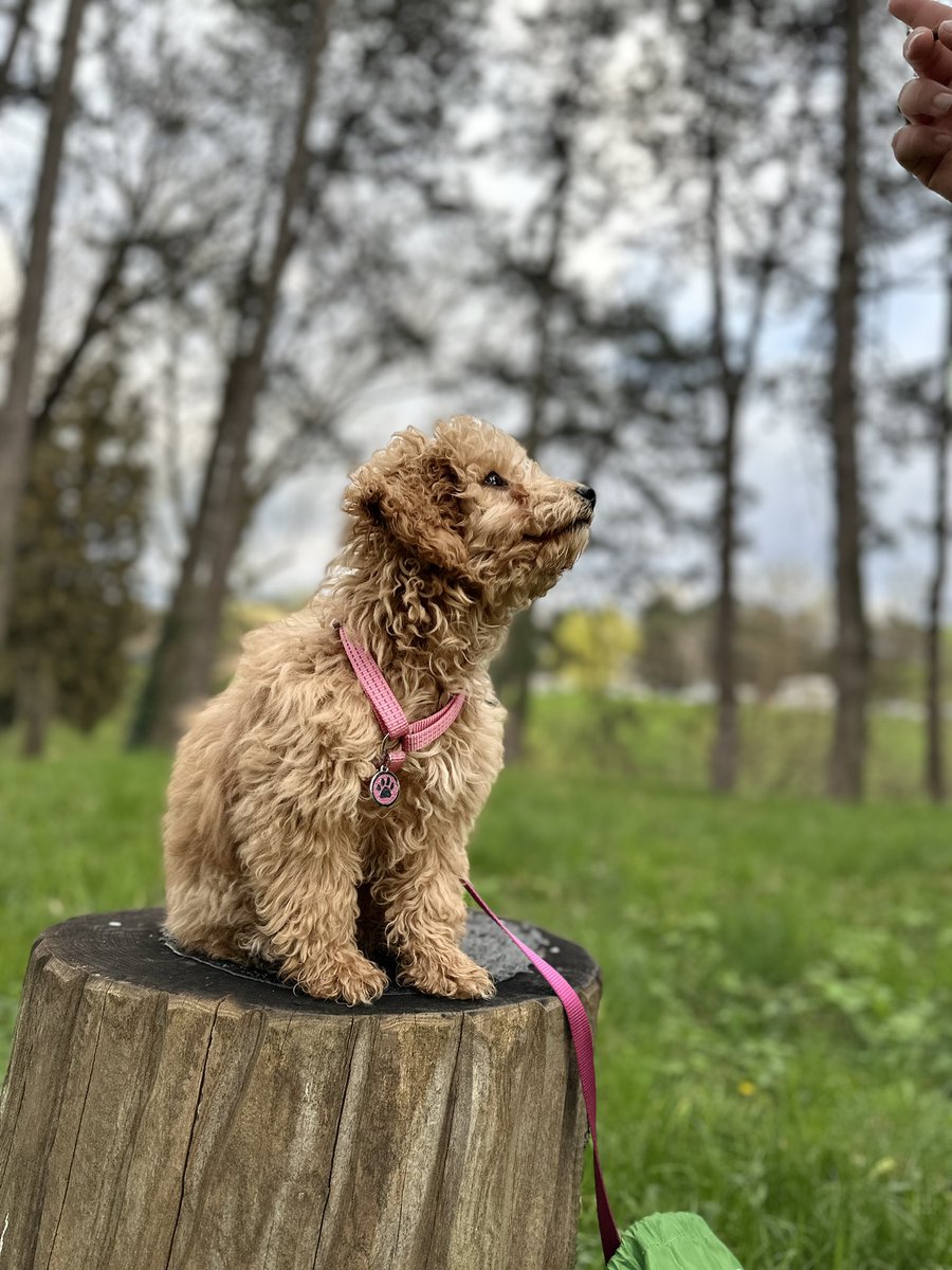 DronAff's tweet photo. @honordetigre Estuve en un Psiquiatrico en Eslovenia 4 meses por intento de suicidio. Despues de terapias , pastillas, paseos relajantes y nada. Incluso regrese a mi pais y nada. Hasta Que llegó esta belleza a mi vida. Amor de verdad. https://t.co/RIDVUNoHtQ