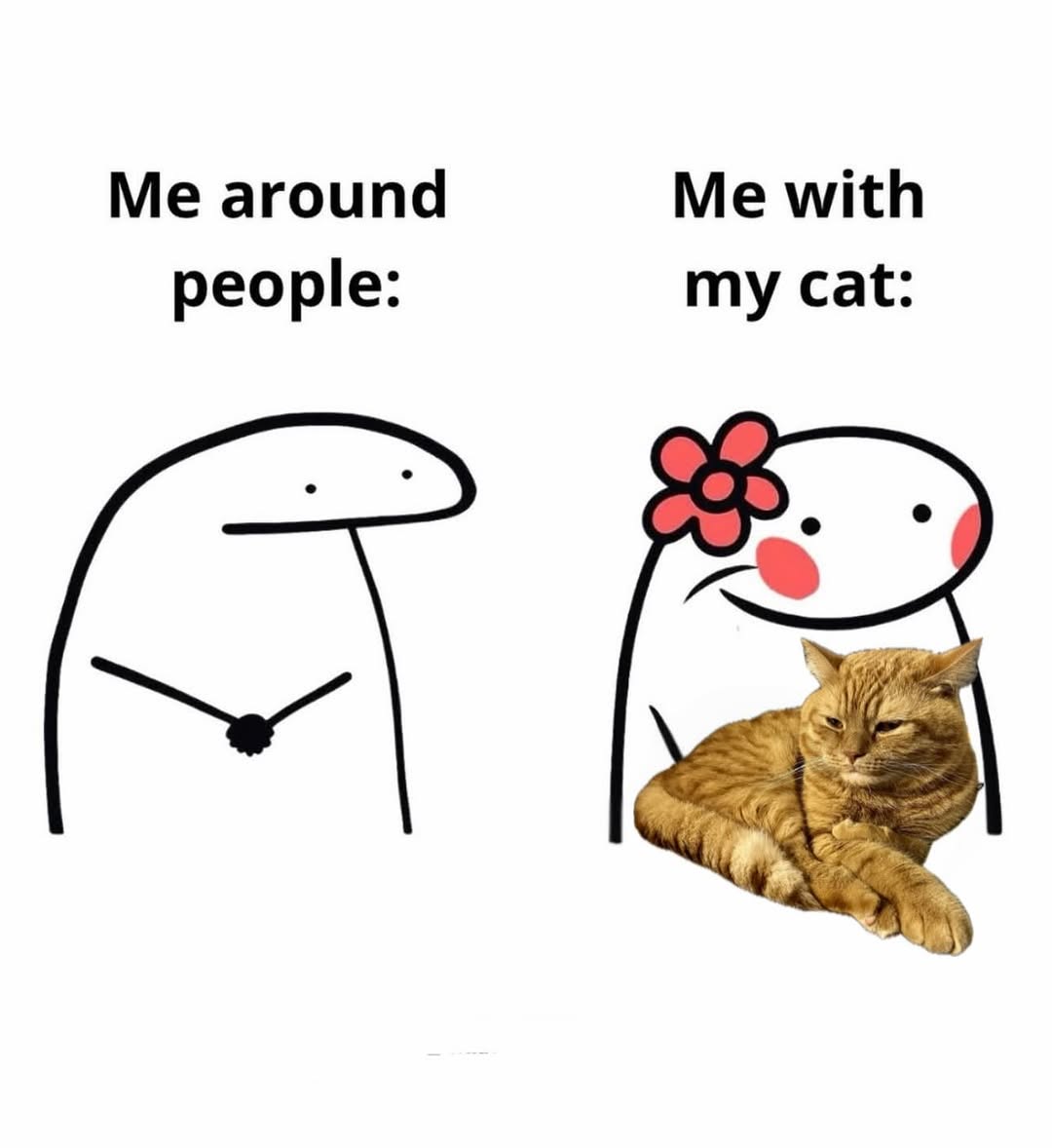 We don't deserve cats 😺 tweet media