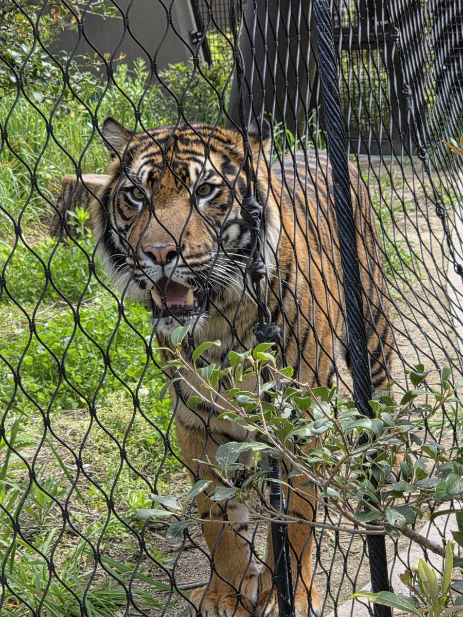 娘が撮ったアオくん🐅
凛々しいです✨
＃アオくん
#スマトラトラ 
＃東山動植物園