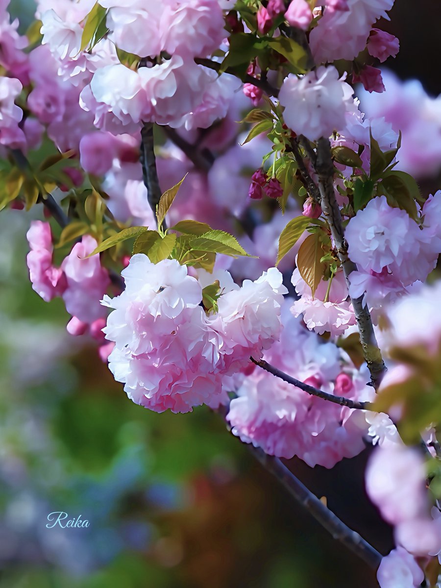 ふんわりやさしい、八重の桜