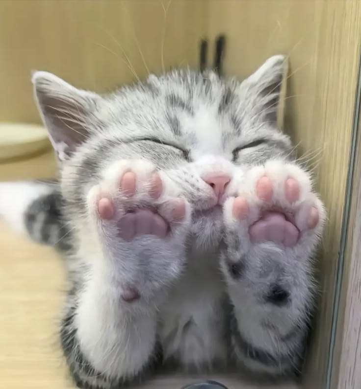 Cats all the way (@nekocatts) on Twitter photo 