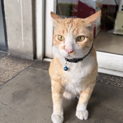 ボ 🌈 tweet media