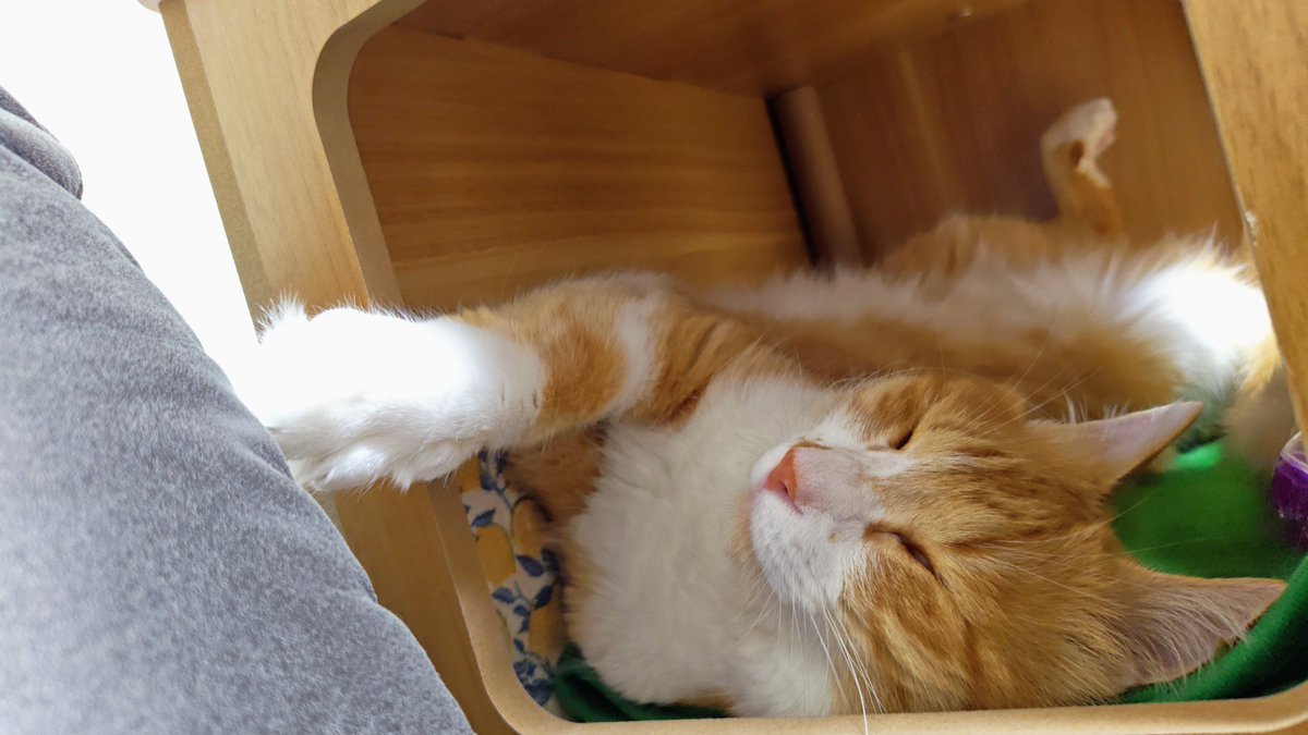 MapoTofuCatMabo's tweet photo. 5歳のお誕生日おめでとう！！
#猫好きさんとつながりたい #猫のいる暮らし𓏲𓎨  #保護猫まぼちゃん #猫 https://t.co/XnGvIWDoHa