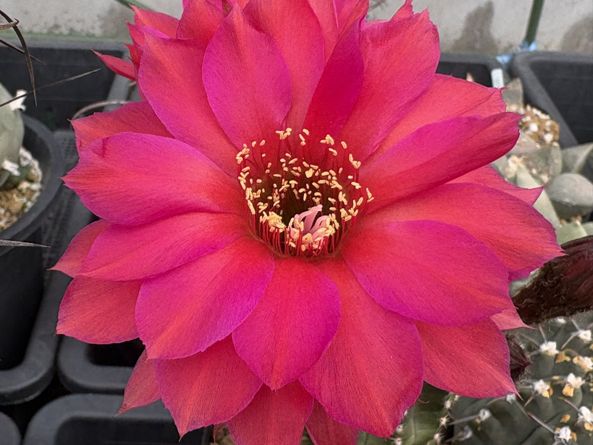 cactuspower tweet media