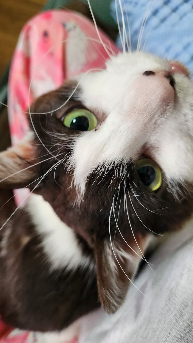 アルは足が不自由な猫 tweet media