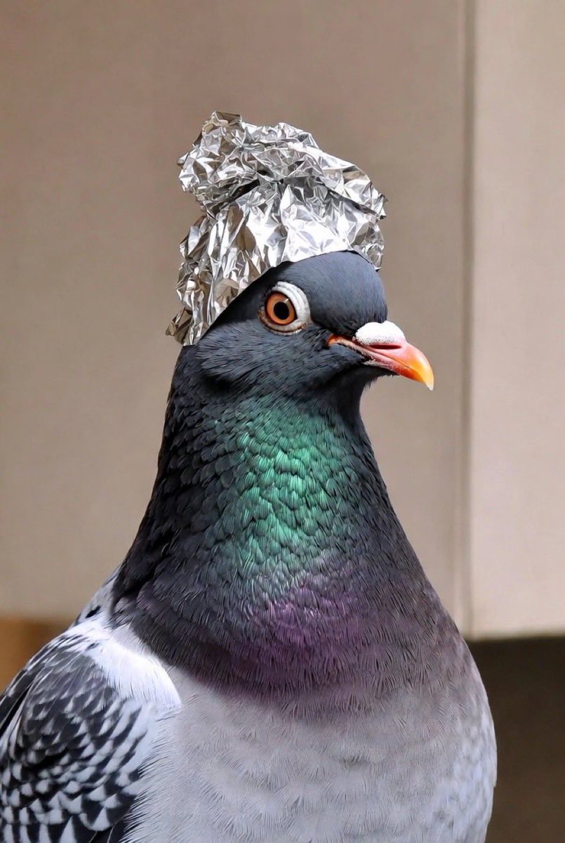 Rafael (@lpigeonbro) / Posts / X
