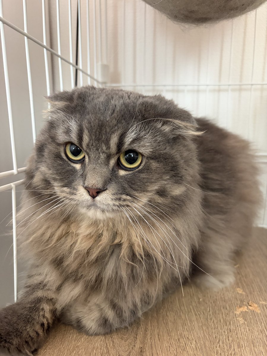 𝓢𝓱𝓲𝓮@グレアガチ恋勢🛸💜 🚑 tweet media