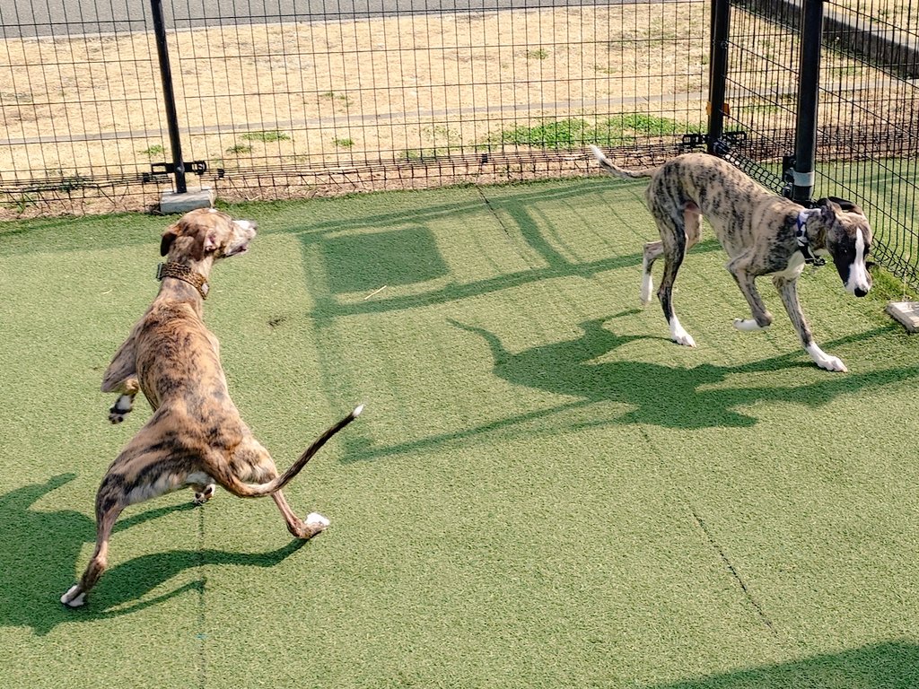 hasukotechinume's tweet image. 🌀　グルとこぶの　見分け方は　グルは　コーヒー牛乳色☕で　こぶはミルクティー色🍼　です　🍙
#ウィペット　#whippet