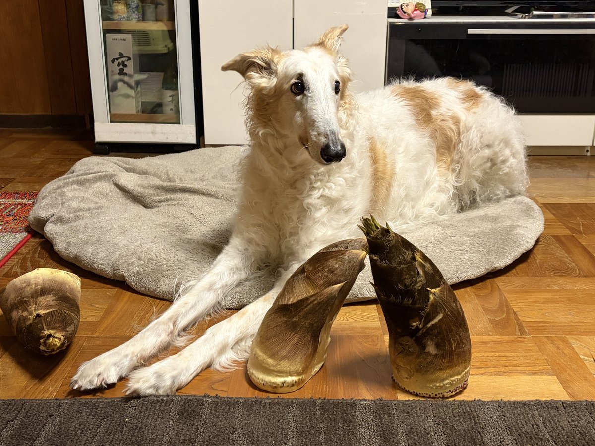 たけのこが生えました。がんぼるぞい。

translation:
Bamboo shoots have sprouted.