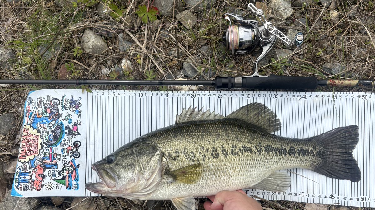 赤ハヤテ tweet media