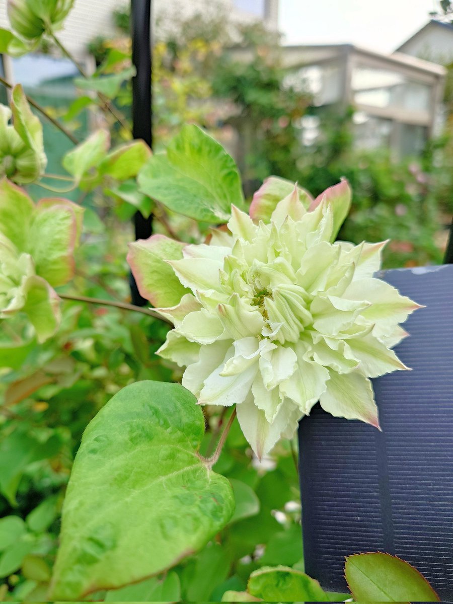 ㌍ おんたん tweet media