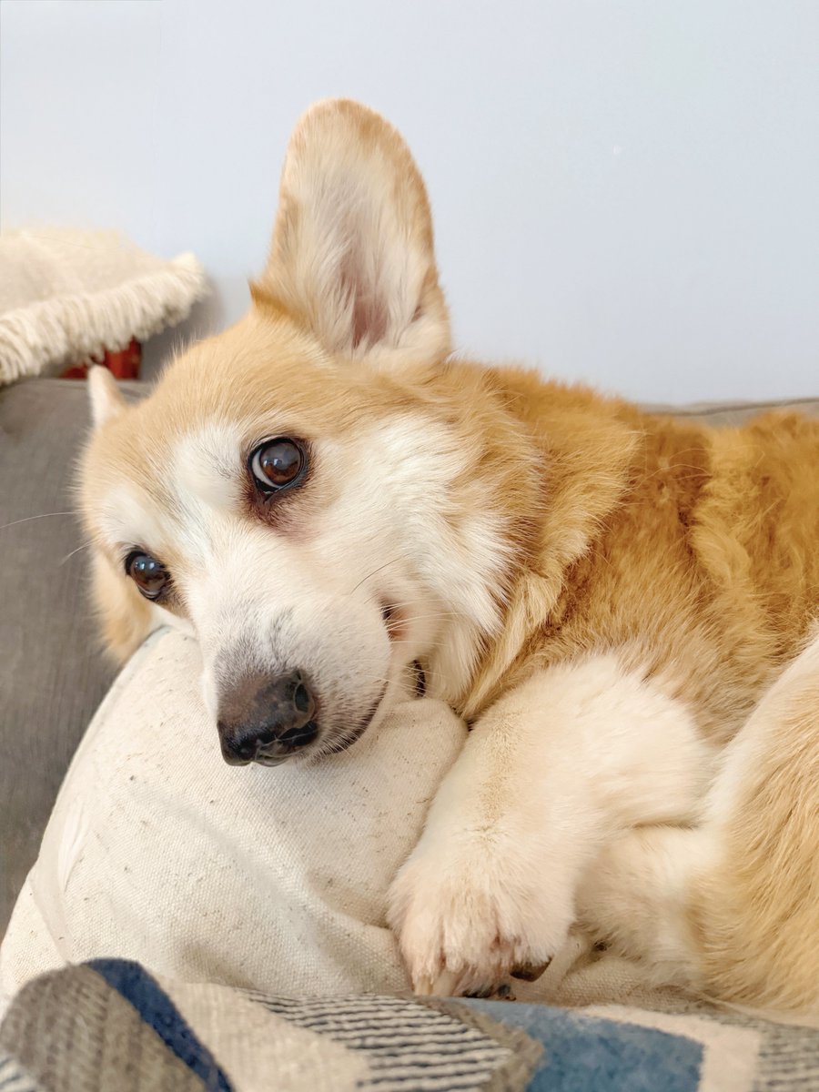 LiloTheCorgi's tweet image. Took a full self care weekend &amp;amp; I have zero regrets 🤍 My contribution was occupying the couch w/ maximum dedication while the human cleaned &amp;amp; gave boops on demand. It’s called playing to your strengths. Can you spare a boop for an old pup? 🐾 #corgi #corgicrew