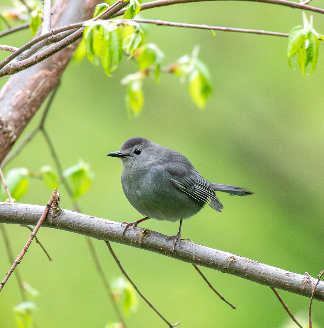 madsurf19's tweet photo. Oh the world that has opened since this moment!
My first of the season Grey Catbird at the Pool, my original spark bird
#sparkbird #fos #birdcpp #birdphotography #nikonphotography #birdtwitter #springmigration https://t.co/5gB4212cVZ