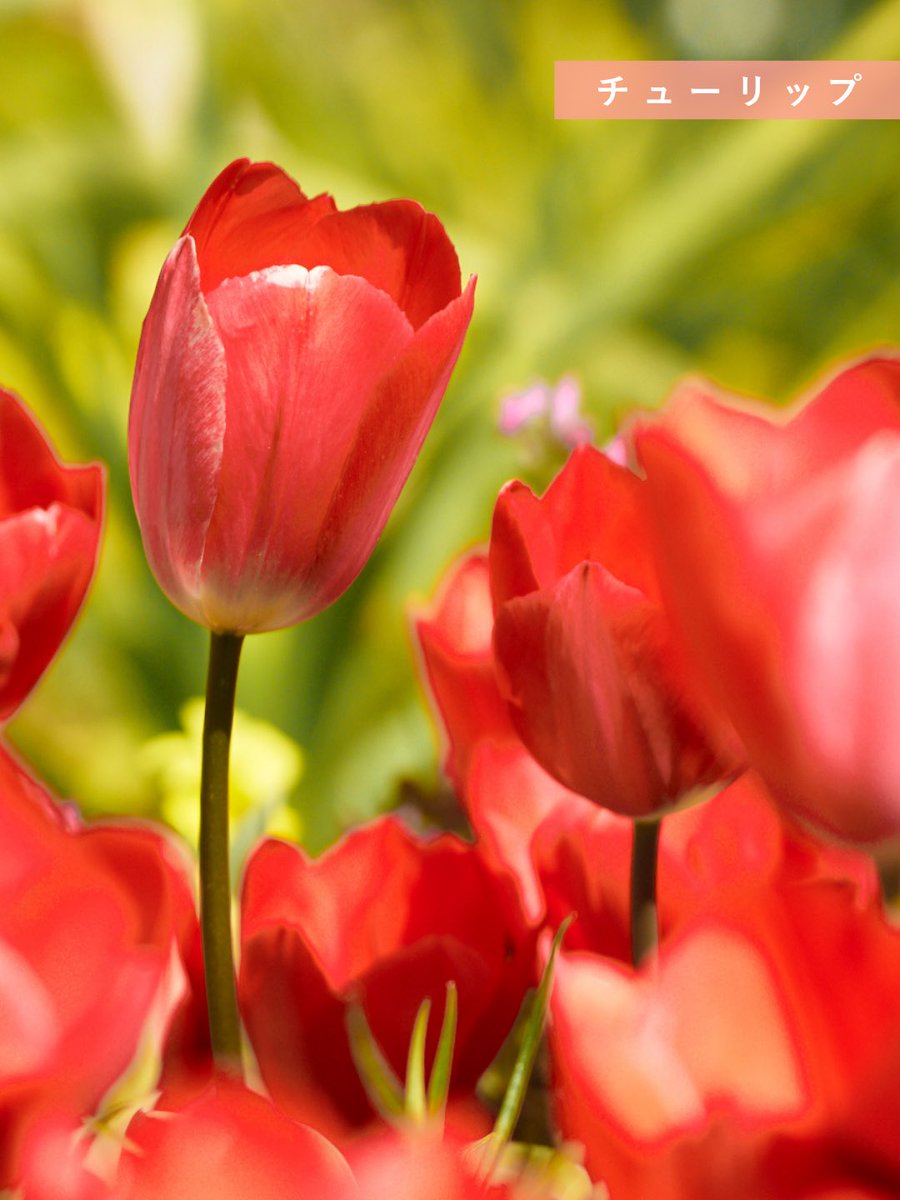 ACAO FOREST tweet media