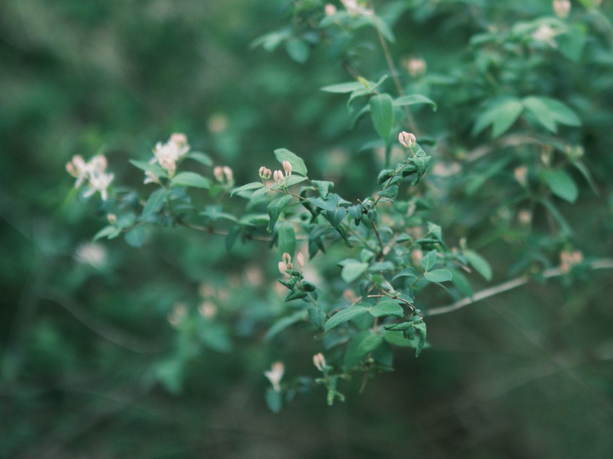 lensofgary's tweet image. Had some photographic fun today, playing with the shades of green, in-camera…they didn’t exactly look this way, but it’s more like how I saw them: