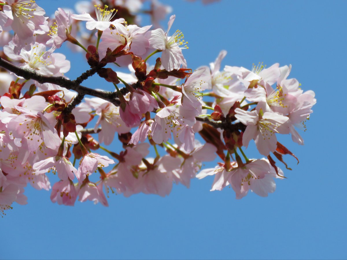 🦀ིྀがみ🍗 tweet media